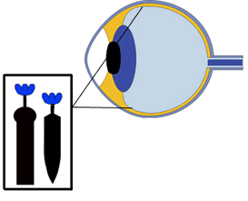 The rods and cones in a human eye