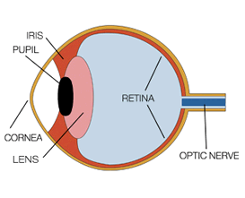 a cross section of  the eye